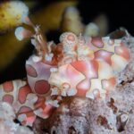 Harlekingarnele Tachboot Seadoors