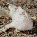Junger Anglerfisch Tauchsafariyacht Philippine Siren
