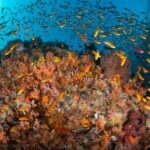 Korallen und Fischschwarm Tauchsafariboot Seadoors