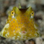 Langhornkofferfisch Tauchsafarischiff Philippine Siren