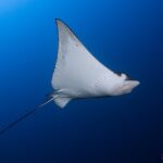 Manta Safariyacht Seadoors