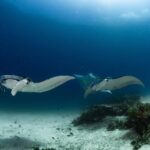 Mantarochen Safariboot Seadoors