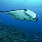 Mantas Safariboot Philippines Aggressor