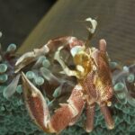 Porzellankrebs Tauchsafariboot Philippines Aggressor
