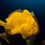 Riesen Anglerfisch Tauchschiff Philippine Siren