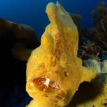 Riesen-Anglerfisch Safariboot Seadoors