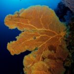 Riesige Fächerkoralle Tauchboot Philippines Aggressor