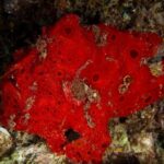 Rundflecken Anglerfisch Safarischiff Seadoors