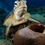 Schildkröte Tauchyacht Philippines Aggressor
