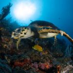 Schildkröte Tauchsafariyacht Seadoors