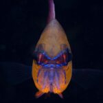 Sonnenkardinalbarsch Safariboot Seadoors
