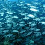 Stachelmakrelen Schule Safariyacht Philippine Siren