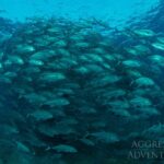 Stachelmakrelen Safariyacht Philippines Aggressor