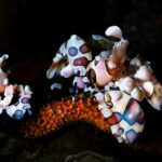 Harlekingarnele