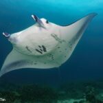 Mantarochen