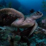 Schildkröte