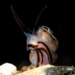 Donut-Nacktschnecke