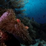 Anemonenfische