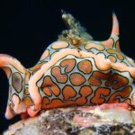 Psychedelische Fledermausschnecke