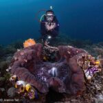 Tauchen Tauchboot Pindito