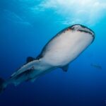 Walhai Tauchsafariboot Seadoors