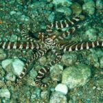 Wunderpus Photogenicus Tauchschiff Philippines Aggressor