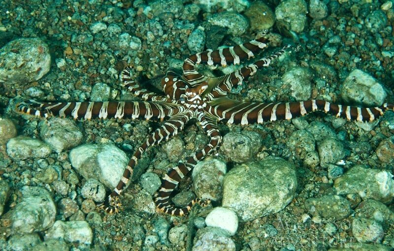 wunderpus-photogenicus-philippines-aggressor Wunderpus Photogenicus Tauchschiff Philippines Aggressor