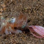 Zwergtintenfisch Tauchsafarischiff Philippine Siren