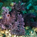 Anglerfisch Tauchboot Carpe Diem Phinisi