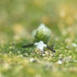 Blatt-Schaf-Schnecke D'Lagoon Dive Resort