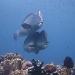 Büffelkopf Papageifisch Safarischiff Carpe Diem Phinisi