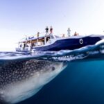 Walhai Dhoni Safarischiff Scubaspa ZEN