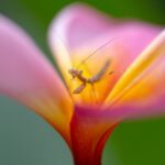 Gottesanbeterin Garten D'Lagoon Dive Resort