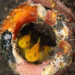 Gelbe Korallengundeln D'Lagoon Dive Resort