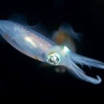 Grossflossen-Riffkalamar D'Lagoon Dive Resort