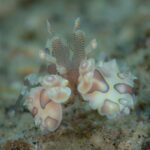 Harlekingarnele D'Lagoon Dive Resort