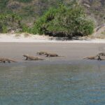 Komododrache Safariboot Carpe Diem Phinisi