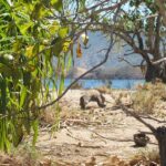 Komodowaran Safariyacht Carpe Diem Phinisi