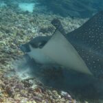 Mantarochen Tauchboot Carpe Diem Phinisi