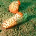 Nacktkiemer Tauchsafariboot Carpe Diem Phinisi