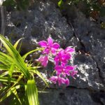 Orchidee Safariboot Carpe Diem Phinisi