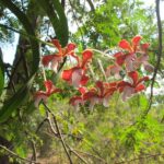 Orchidee Tauchsafarischiff Carpe Diem Phinisi