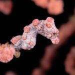 Pygmäenseepferdchen D'Lagoon Dive Resort