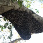 Riesenhonigbiene Tauchsafarischiff Carpe Diem Phinisi