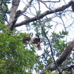 Roter Paradiesvogel