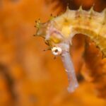 Seepferdchen D'Lagoon Dive Resort