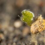 Seescheiden-Garnele D'Lagoon Dive Resort