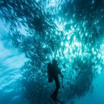 Fischschwarm Tauchsafarischiff Scubaspa ZEN