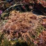 Fransenteppichhai Tauchsafariboot Scubaspa ZEN