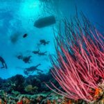 Korallen Taucher Tauchschiff Scubaspa ZEN